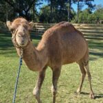 About Us | Mayhem Ranch About us | smokey | mayhem ranch