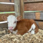 About Us | Mayhem Ranch About us | img 2390 1 | mayhem ranch