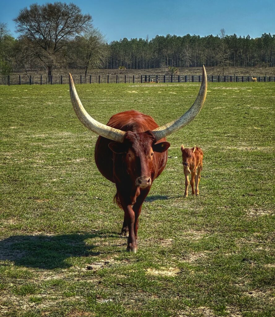Farm Tours | Mayhem Ranch Farm tours | img 3353 2 | mayhem ranch