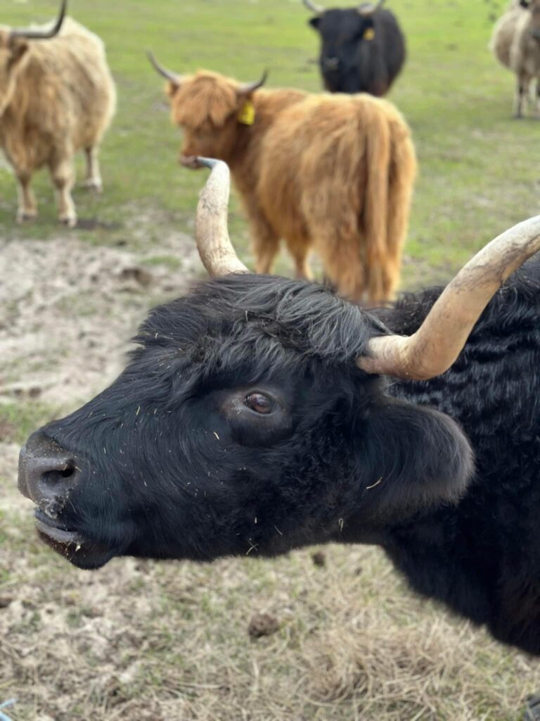 Farm Tours | Mayhem Ranch Farm tours | img 4926 | mayhem ranch