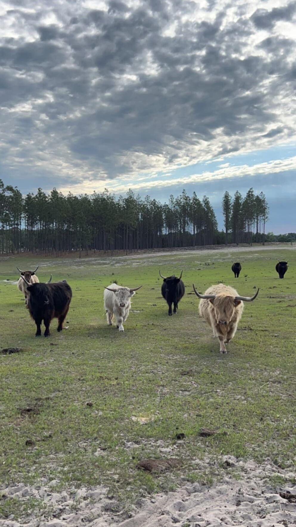 Farm Tours | Mayhem Ranch Farm tours | img 4983 edited | mayhem ranch