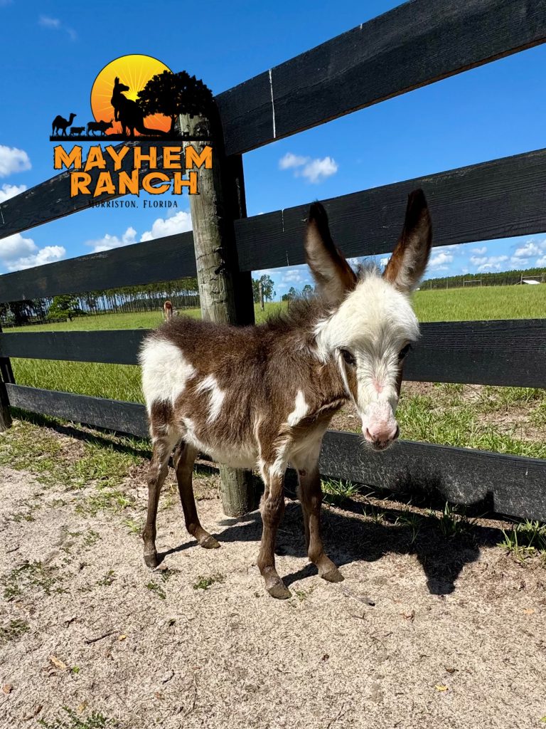 Available animals: | img 0934 | mayhem ranch