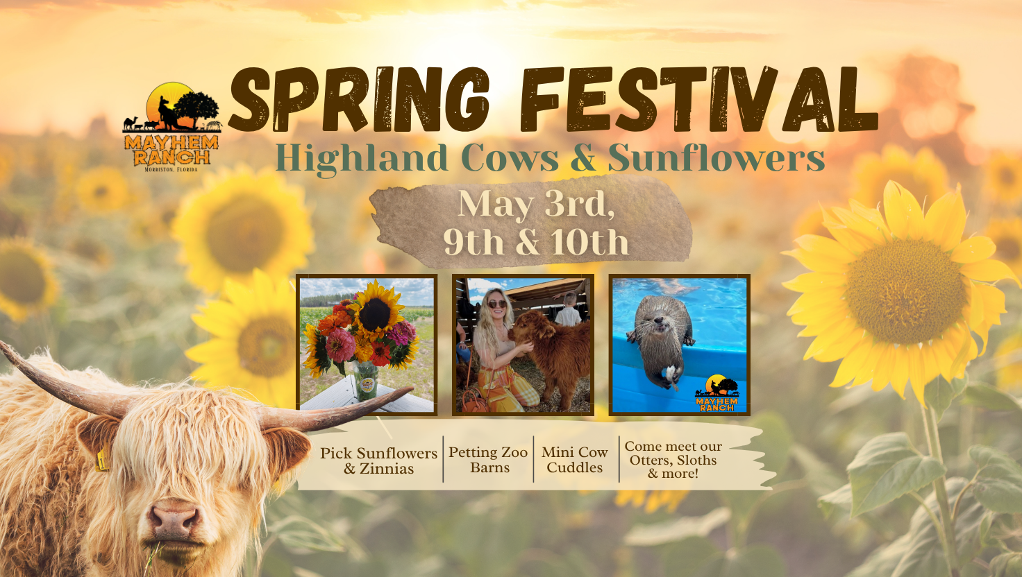 Spring Festival: Highland Cows &Amp; Sunflowers | Mayhem Ranch Mayhem ranch