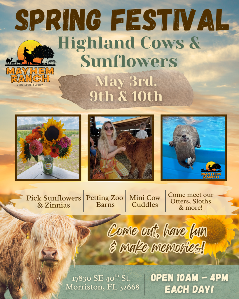 Spring Festival: Highland Cows &Amp; Sunflowers | Mayhem Ranch Spring festival: highland cows & sunflowers | sunflower festival 3 | mayhem ranch